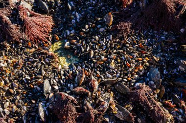 Karadeniz 'de güçlü su dalgaları, kıyı midyeleri - Mytilus dörtnala su seviyesinin üstündeydi, havada yumuşakçaların ölümü