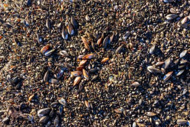Karadeniz 'de güçlü su dalgaları, kıyı midyeleri - Mytilus dörtnala su seviyesinin üstündeydi, havada yumuşakçaların ölümü