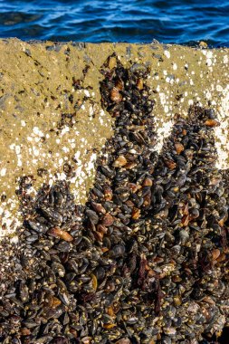 Strong water surge in the Black Sea, coastal mussels - Mytilus galloprovincialis were above the water level, the death of mollusks in the air clipart