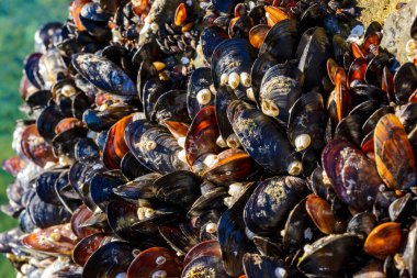 Strong water surge in the Black Sea, coastal mussels - Mytilus galloprovincialis were above the water level, the death of mollusks in the air clipart