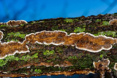 Sillindrobasidium Ukrayna 'da çürümüş bir ağaç dalında saprotrofik kabuk mantarı evrimleşir.