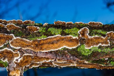 Cylindrobasidium evolvens, saprotrophic crust fungus on a rotten tree branch, Ukraine clipart