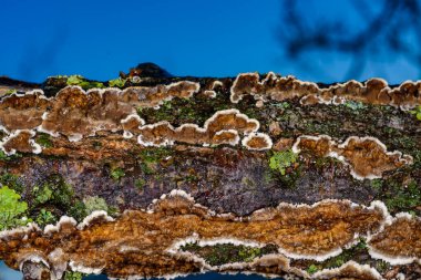 Cylindrobasidium evolvens, saprotrophic crust fungus on a rotten tree branch, Ukraine clipart