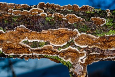 Sillindrobasidium Ukrayna 'da çürümüş bir ağaç dalında saprotrofik kabuk mantarı evrimleşir.