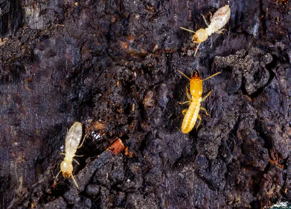 Yeraltı termitleri Lucifugus reticulitermes, çürümüş ağaç kütüğü altında yaşayan termitler.