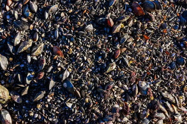 Karadeniz 'de güçlü su dalgaları, kıyı midyeleri - Mytilus dörtnala su seviyesinin üstündeydi, havada yumuşakçaların ölümü