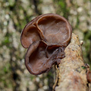 Auricularia auricula-judae - saprophytic fungus growing on an old tree stump, Odessa clipart