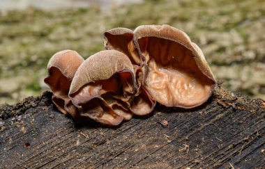 Auricularia auricula-judae - saprophytic fungus growing on an old tree stump, Odessa clipart