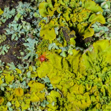 Acari Anystis agilis - red predatory mite on crustose lichens on a tree, Ukraine clipart