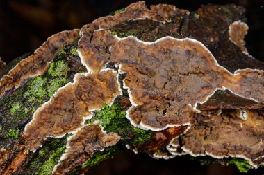 Sillindrobasidium gelişir - Odessa 'da çürümüş bir ağaç dalında saprotrofik kabuk mantarı