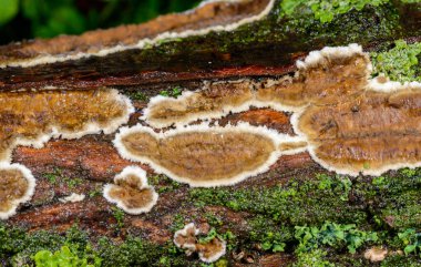 Sillindrobasidium gelişir - Odessa 'da çürümüş bir ağaç dalında saprotrofik kabuk mantarı