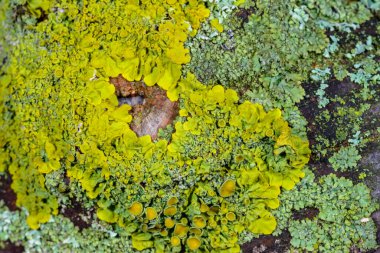 Sarı-yeşil liken Xanthoria parietina Bir ağaç dalında, Odessa