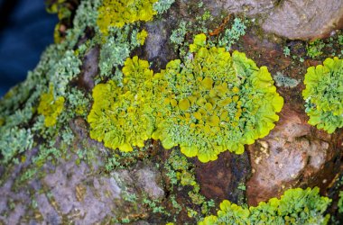 Sarı-yeşil liken Xanthoria parietina Bir ağaç dalında, Odessa