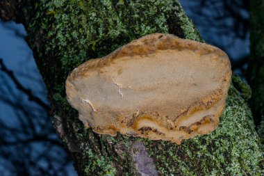 Phellinus sp. - young tinder fungus growing on an old apricot tree, Odessa clipart