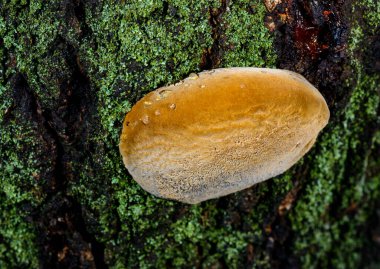 Phellinus sp. - young tinder fungus growing on an old apricot tree, Odessa clipart