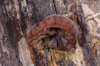 Auricularia auricula-judae - saprophytic fungus yaşlı bir ağaç kütüğünde yetişiyor, Odessa