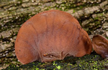 Auricularia auricula-judae - saprophytic fungus yaşlı bir ağaç kütüğünde yetişiyor, Odessa