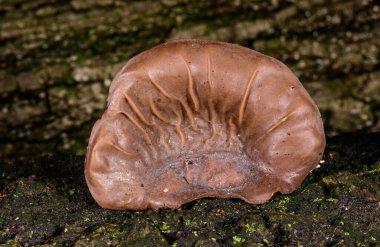 Auricularia auricula-judae - saprophytic fungus yaşlı bir ağaç kütüğünde yetişiyor, Odessa