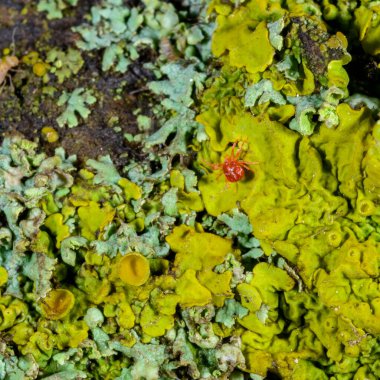 Acari Herhangi bir çeviklik - Ukrayna 'da bir ağaçta kabuklu kertenkele üzerinde kırmızı yırtıcı mayt