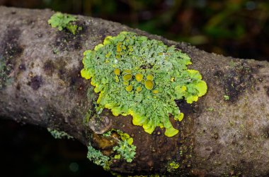 Xanthoria parietina - Mavi gökyüzüne karşı bir ağaç dalında sarı-yeşil liken, Odessa