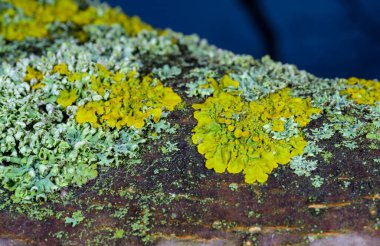 Xanthoria parietina - Odessa 'da bir ağaç dalında sarı-yeşil liken