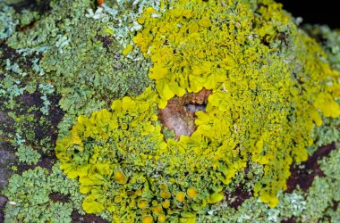 Xanthoria parietina - Odessa 'da bir ağaç dalında sarı-yeşil liken
