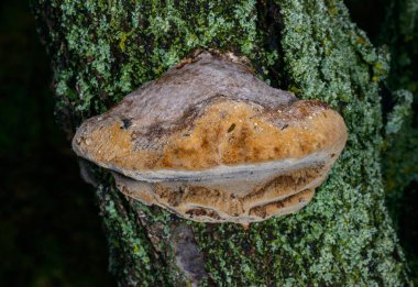 Phellinus sp. Odessa 'da yaşlı bir kayısı ağacında yetişen genç Tinder mantarı.