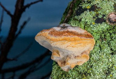 Phellinus sp. Odessa 'da yaşlı bir kayısı ağacında yetişen genç Tinder mantarı.
