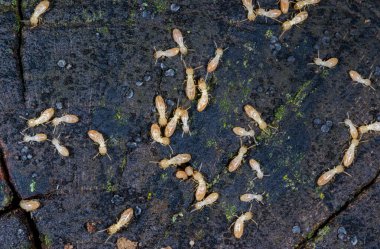 Reticulitermes lucifugus Güney Ukrayna, Odessa 'da çürük ağaçlarda yaşayan bir termit kolonisi.