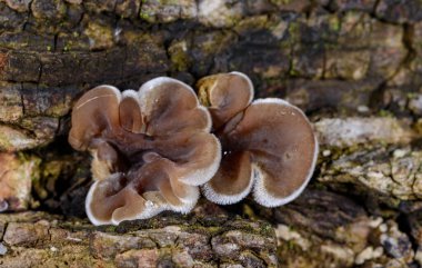 Auricularia mezanterica - Odessa adında yaşlı bir ağaç kütüğünde büyüyen saprofitik mantar