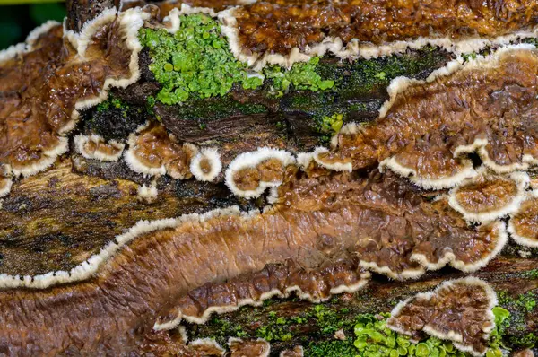 Sillindrobasidium gelişir - Odessa 'da çürümüş bir ağaç dalında saprotrofik kabuk mantarı