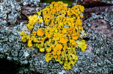 Xanthoria parietina - Odessa adında yaşlı bir ağacın gövdesinde sarı-yeşil liken çoğaltıyor.