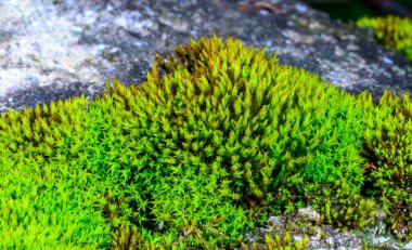 Yeşil yosun, ıslak taşları Ukraynalı Bryophyta gibi yastığa benzer bir katmanla kaplar.