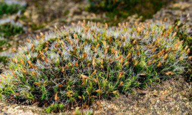 Grimmia - Grimmia pulvinata, yeşil yosun ve baharda taşların üzerinde genç sporofitler.