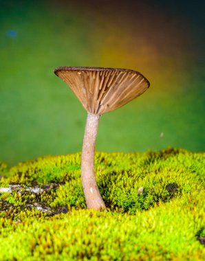 Pseudoclitocybe cyathiformis, saprophytic fungus growing among moss and fallen leaves under trees in the grass   clipart