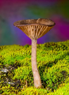 Pseudoclitocybe cyathiformis, saprophytic fungus growing among moss and fallen leaves under trees in the grass   clipart