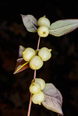 Coralberry, Symphoricarpos orbiculatus, Ukrayna 'da kışın bahçedeki bir bitkinin dallarında tohumlu meyveler.