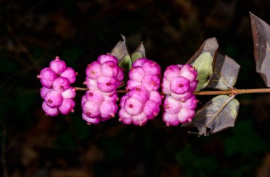 Coralberry, Symphoricarpos orbiculatus, berries with seeds on the branches of a plant in the garden in winter, Ukraine clipart