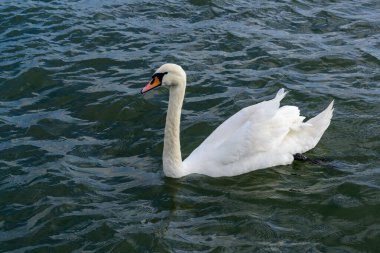 Dilsiz Kuğu rengi, beyaz yetişkin kuğu kışın güneşin yansıması, kuru haliçleri, Karadeniz 'de parlak ve parlak sularda yüzer.