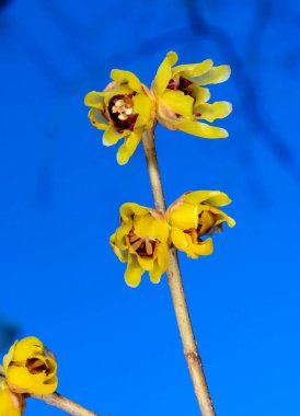 Chimonanthus praecox, mavi gökyüzüne karşı kışın orta Çin 'e özgü çiçek açan çalılar.