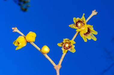 Chimonanthus praecox, flowering shrub native to central China in winter against blue sky clipart