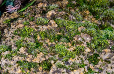 Grey-cushioned Grimmia pulvinata, green moss with young sporophytes on stones in spring, Odessa clipart