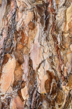 Peeling scale-like thin layers on pine bark, tree growth clipart