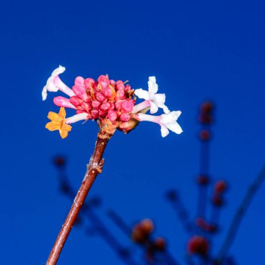 Viburnum farreri - inflorescence with pink flowers in the garden on a background of against the background of blue sky clipart