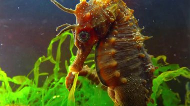 Uzun burunlu deniz atı Hippocampus hipokampüsü Karadeniz 'de deniz tabanında, erkek kafasının yakın çekimi