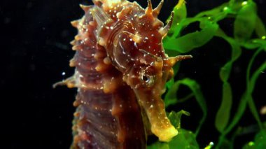 Uzun burunlu deniz atı Hippocampus hipokampüsü Karadeniz 'de deniz tabanında, erkek kafasının yakın çekimi
