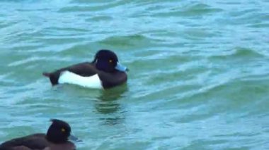 Tüylü ördek - ya da tütsülenmiş domuz - Aythya fuligula - erkek ördek kışı Ukrayna, Karadeniz 'de kışı geçirir.