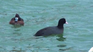 Tüylü ördek - ya da salamura halindeki - Aythya fuligula ve Avrasyalı ördek Fulica atra, Sukhoi Liman 'da kışın yüzen bir kuş, Sukhoi Liman, Karadeniz