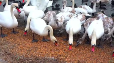 Kuğular ve vahşi ördekler, insanların kışın onları beslediği bir gölün kıyısında, Karadeniz ve Odessa 'da tahıl yiyorlar.
