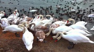 Kuğular ve vahşi ördekler, insanların kışın onları beslediği bir gölün kıyısında, Karadeniz ve Odessa 'da tahıl yiyorlar.